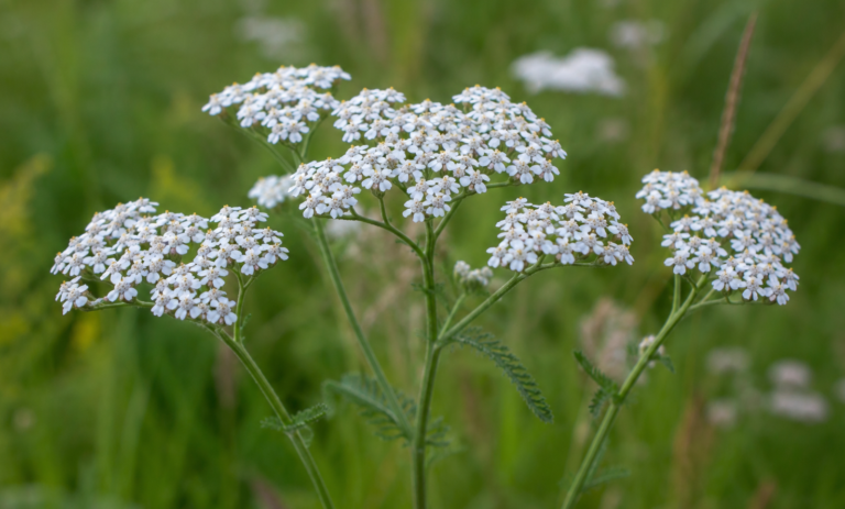 Schafgarbe – Die stille Heilerin am Wegesrand