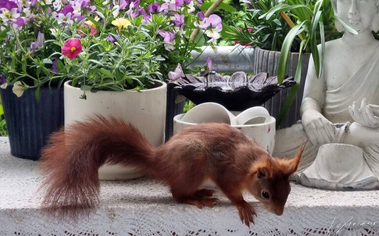 Eichhörnchen auf dem Balkon